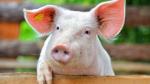 Informácia pre chovateľov ošípaných - mimoriadne núdzové opatrenia